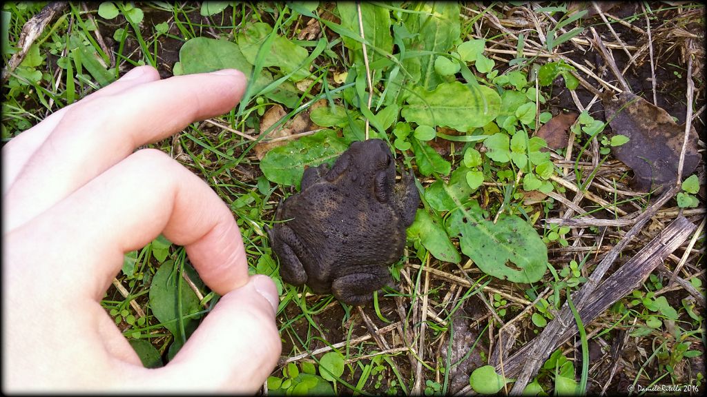 Una femmina di Bufo bufo!!!